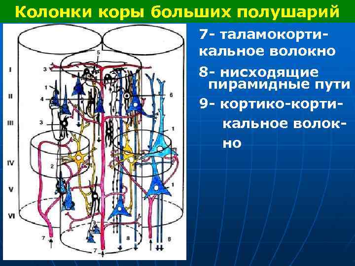 Колонки коры больших полушарий 7 - таламокорти- кальное волокно 8 - нисходящие пирамидные пути