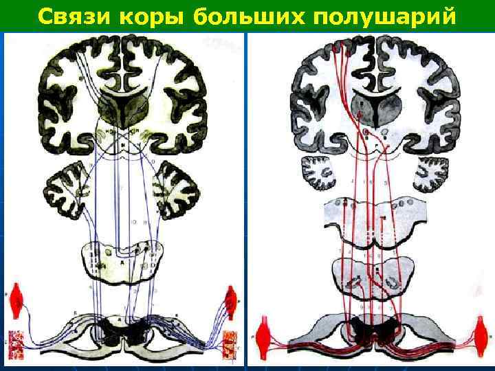 Связи коры больших полушарий 