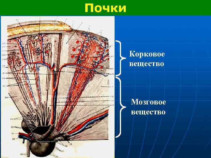 Почки Корковое вещество Мозговое вещество 