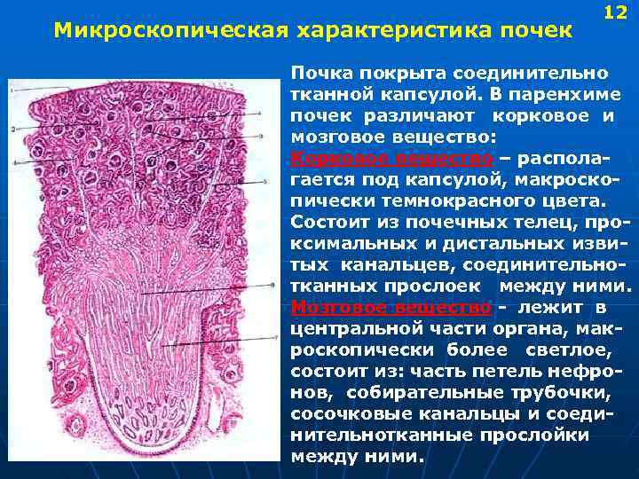  12 Микроскопическая характеристика почек Почка покрыта соединительно тканной капсулой. В паренхиме почек различают