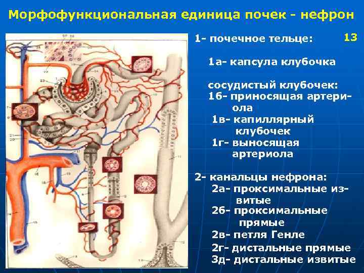 Морфофункциональная единица почек - нефрон 1 - почечное тельце: 13 1 а- капсула клубочка