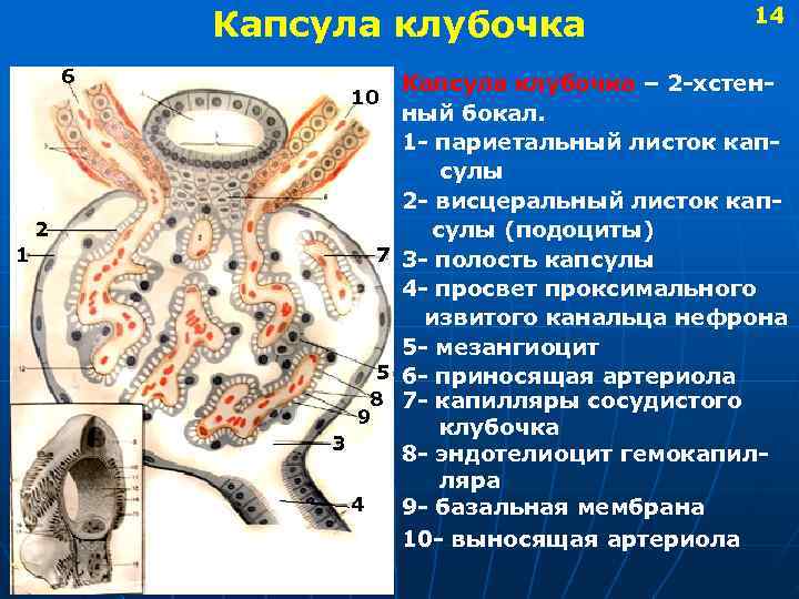  Капсула клубочка 14 6 Капсула клубочка – 2 -хстен- 10 ный бокал. 1