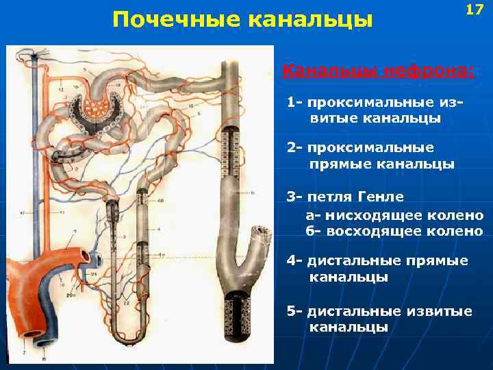  17 Почечные канальцы Канальцы нефрона: 1 - проксимальные из- витые канальцы 2 -