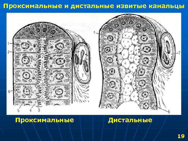 Проксимальные и дистальные извитые канальцы Проксимальные Дистальные 19 