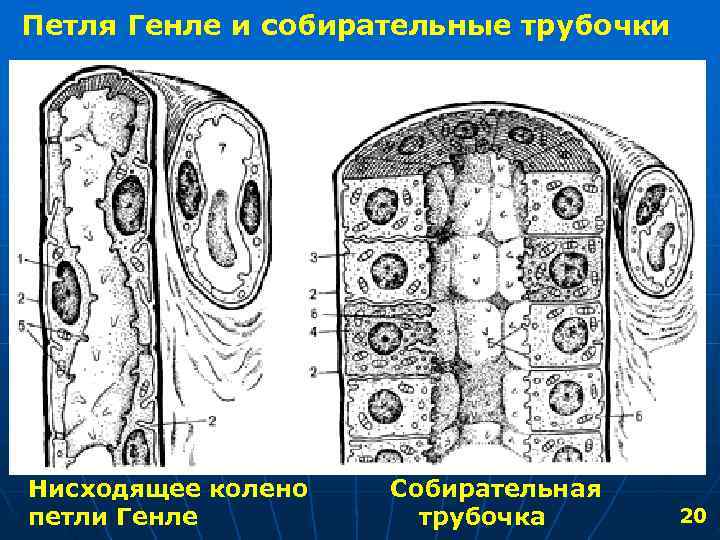 Петля Генле и собирательные трубочки Нисходящее колено Собирательная петли Генле трубочка 20 