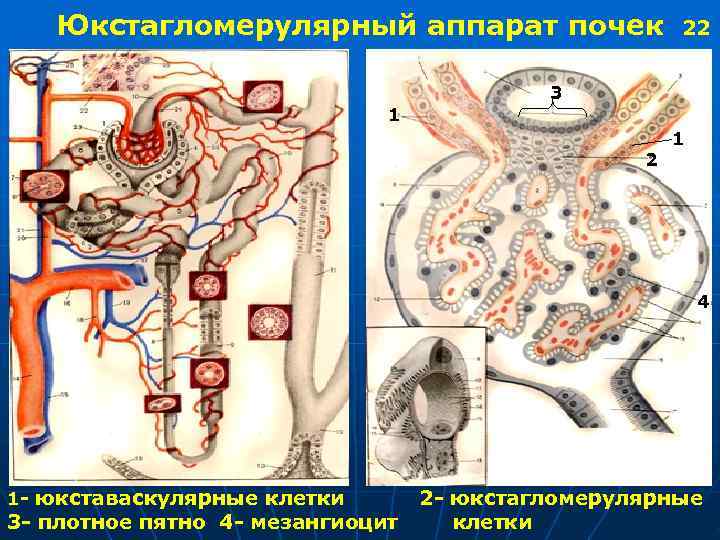  Юкстагломерулярный аппарат почек 22 3 1 2 4 1 - юкставаскулярные клетки 2