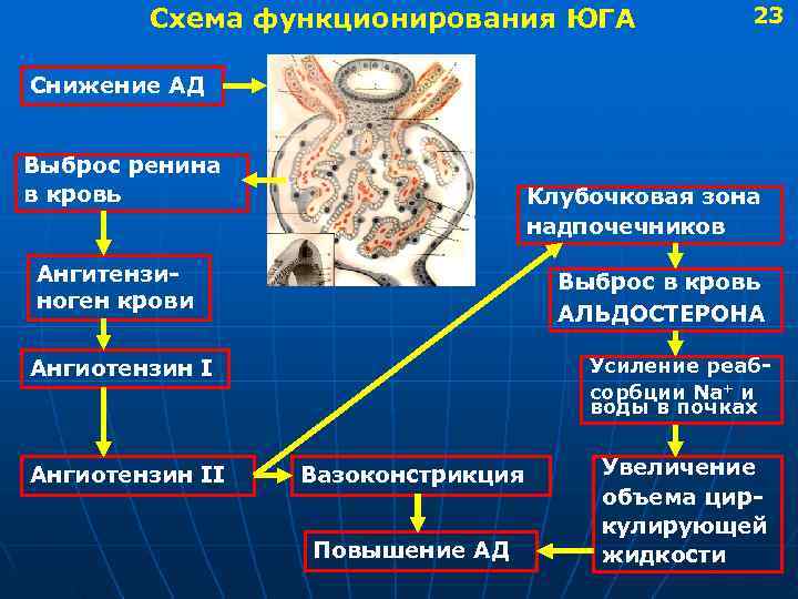  Схема функционирования ЮГА 23 Снижение АД Выброс ренина в кровь Клубочковая зона надпочечников