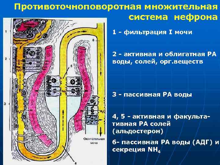 Противоточноповоротная множительная система нефрона 1 - фильтрация I мочи 2 - активная и облигатная