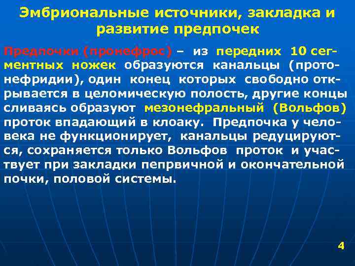  Эмбриональные источники, закладка и развитие предпочек Предпочки (пронефрос) – из передних 10 сег-