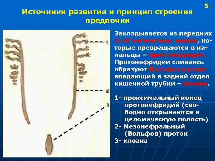  5 Источники развития и принцип строения предпочки Закладывается из передних 8 -10 сегментных