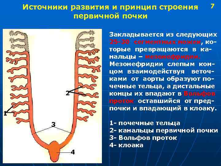  Источники развития и принцип строения 7 первичной почки Закладывается из следующих 25 -30