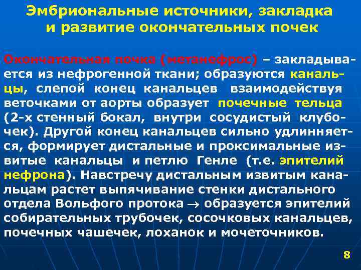  Эмбриональные источники, закладка и развитие окончательных почек Окончательная почка (метанефрос) – закладыва- ется