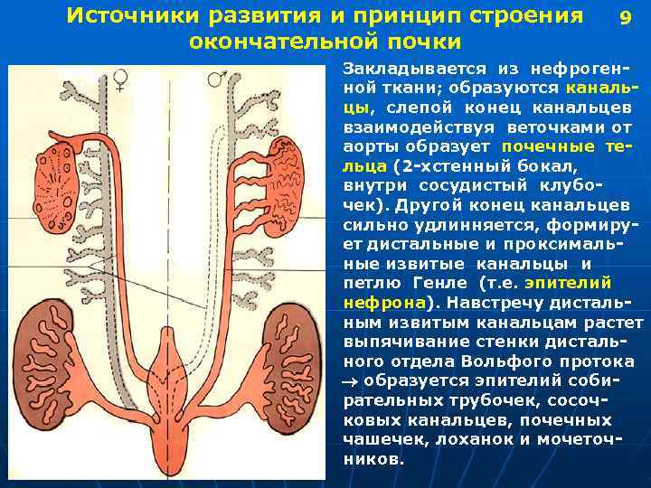 Источники развития и принцип строения 9 окончательной почки Закладывается из нефроген- ной ткани; образуются