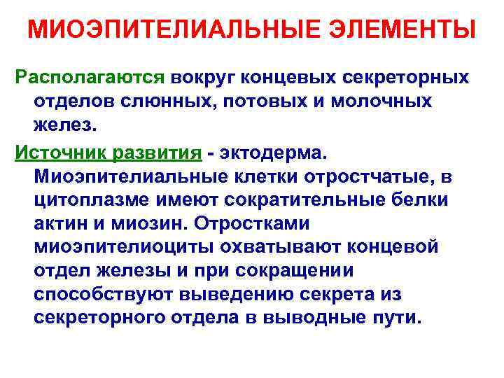  МИОЭПИТЕЛИАЛЬНЫЕ ЭЛЕМЕНТЫ Располагаются вокруг концевых секреторных отделов слюнных, потовых и молочных желез. Источник