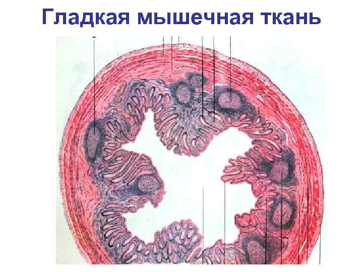 Гладкая мышечная ткань 