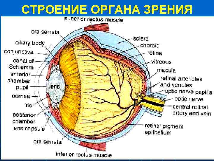 СТРОЕНИЕ ОРГАНА ЗРЕНИЯ 