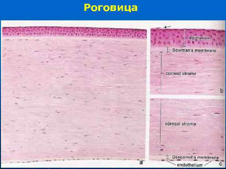 Роговица 