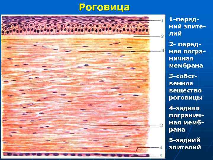 Роговица 1 -перед- ний эпите- лий 2 - перед- няя погра- ничная мембрана 3