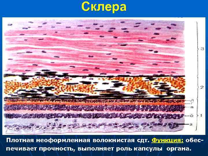  Склера Плотная неоформленная волокнистая сдт. Функция: обес- печивает прочность, выполняет роль капсулы органа.