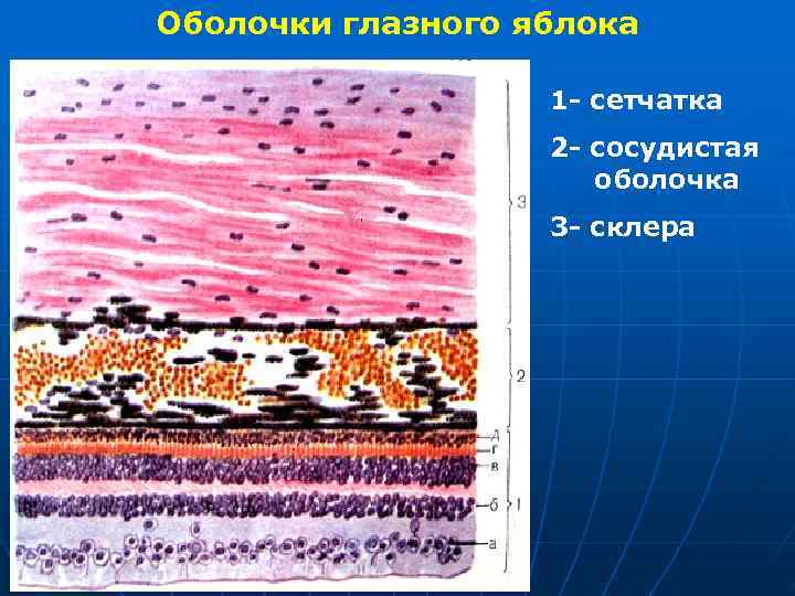 Оболочки глазного яблока 1 - сетчатка 2 - сосудистая оболочка 3 - склера 