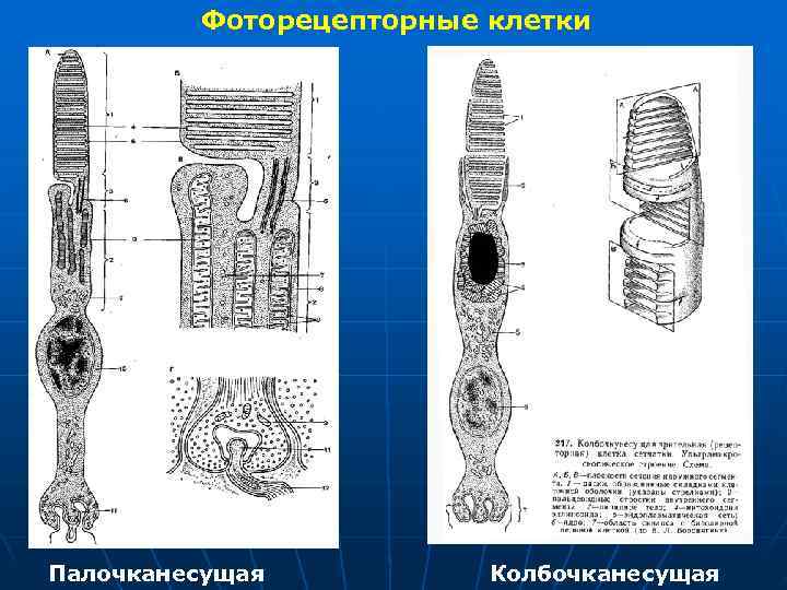  Фоторецепторные клетки Палочканесущая Колбочканесущая 