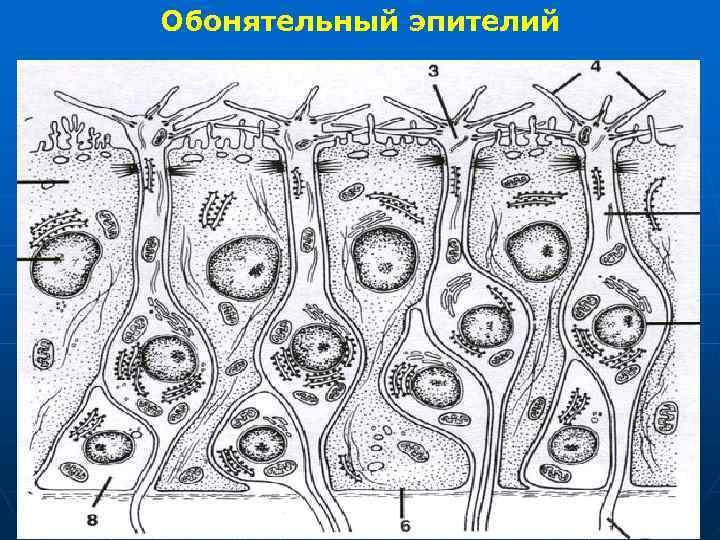 Обонятельный эпителий 