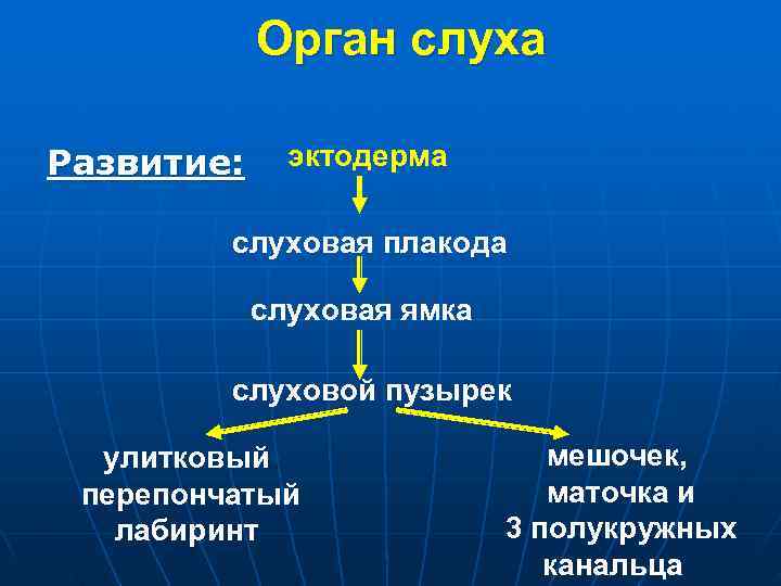  Орган слуха Развитие: эктодерма слуховая плакода слуховая ямка слуховой пузырек улитковый мешочек, перепончатый