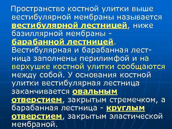 Пространство костной улитки выше вестибулярной мембраны называется вестибулярной лестницей, ниже базиллярной мембраны - барабанной