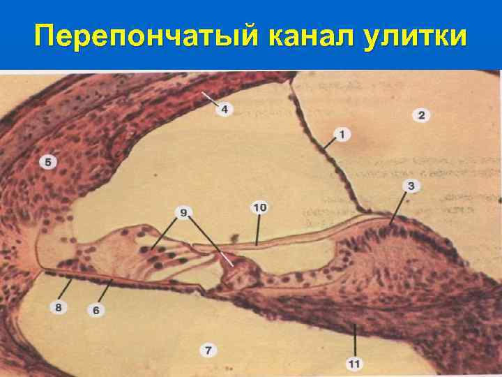 Перепончатый канал улитки 