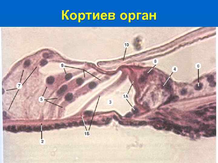 Кортиев орган 