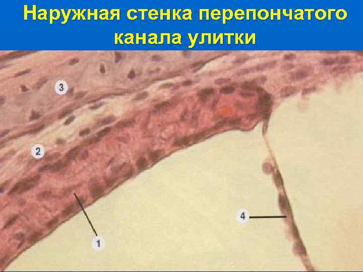 Наружная стенка перепончатого канала улитки 