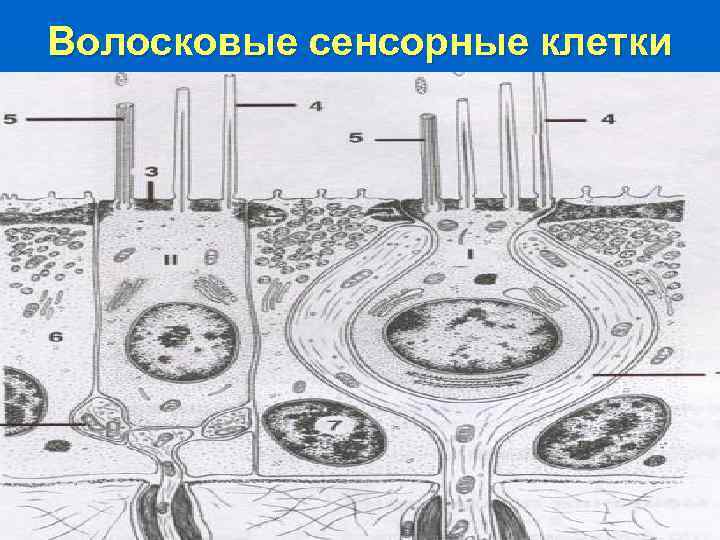 Волосковые сенсорные клетки 