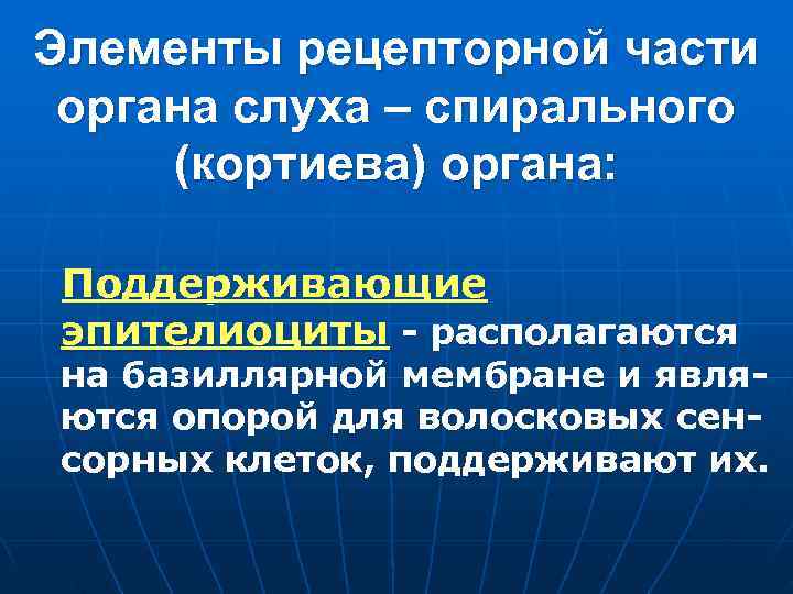 Элементы рецепторной части органа слуха – спирального (кортиева) органа: Поддерживающие эпителиоциты - располагаются на