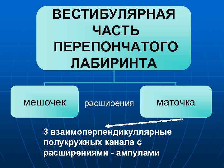  ВЕСТИБУЛЯРНАЯ ЧАСТЬ ПЕРЕПОНЧАТОГО ЛАБИРИНТА мешочек расширения маточка 3 взаимоперпендикуллярные полукружных канала с расширениями