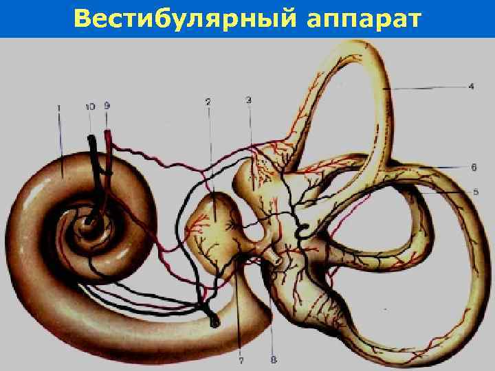 Вестибулярный аппарат 