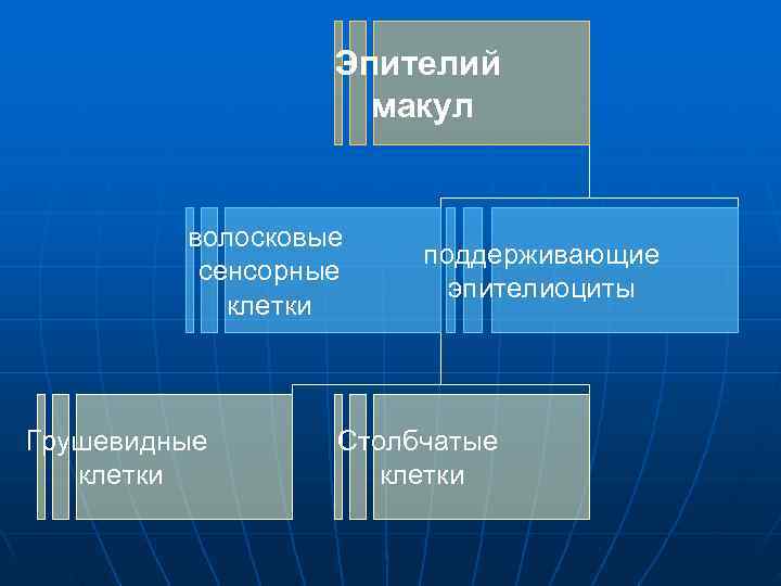  Эпителий макул волосковые поддерживающие сенсорные эпителиоциты клетки Грушевидные Столбчатые клетки 