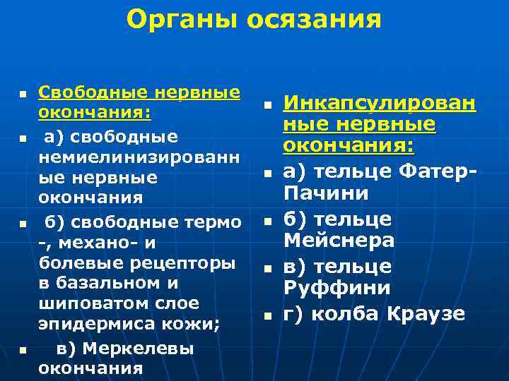  Органы осязания n Свободные нервные окончания: n Инкапсулирован ные нервные а) свободные n