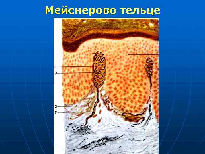 Мейснерово тельце 