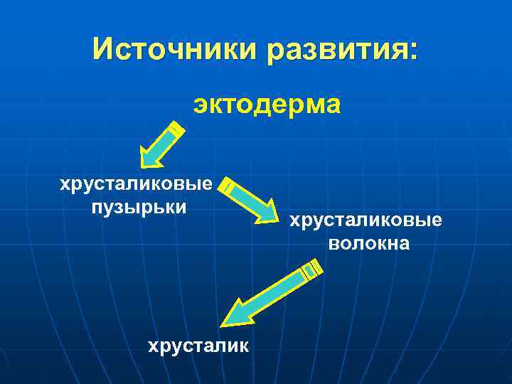  Источники развития: эктодерма хрусталиковые пузырьки хрусталиковые волокна хрусталик 