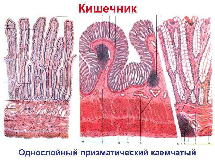  Кишечник Однослойный призматический каемчатый 