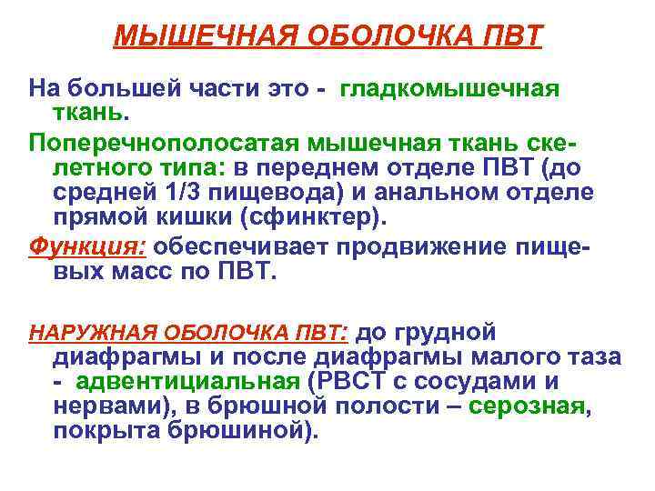  МЫШЕЧНАЯ ОБОЛОЧКА ПВТ На большей части это - гладкомышечная ткань. Поперечнополосатая мышечная ткань