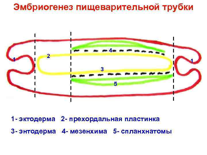 Эмбриогенез пищеварительной трубки 4 2 1 3 5 1 - эктодерма 2 - прехордальная