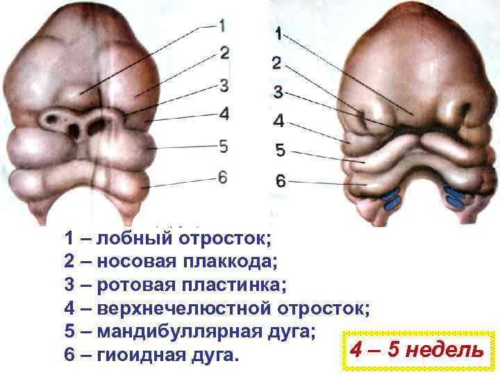 1 – лобный отросток; 2 – носовая плаккода; 3 – ротовая пластинка; 4 –