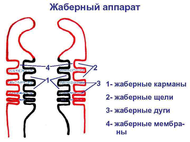 Жаберный аппарат 4 2 1 3 1 - жаберные карманы 2 - жаберные щели