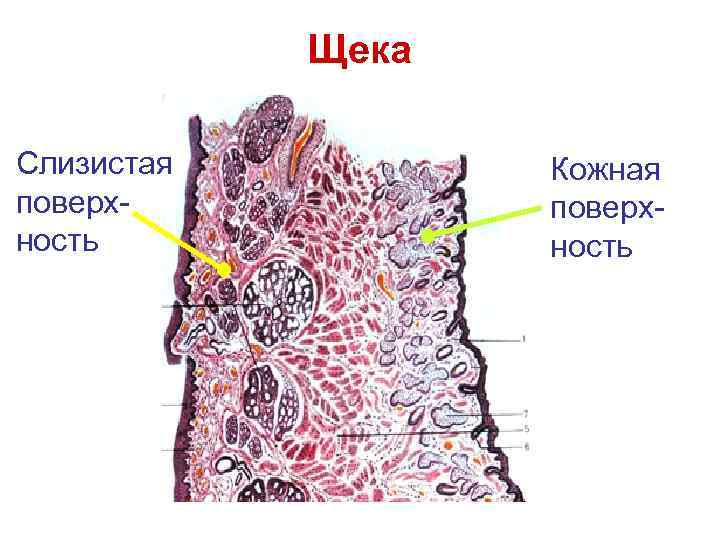  Щека Слизистая Кожная поверх- ность 