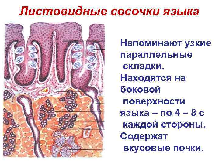 Листовидные сосочки языка Напоминают узкие параллельные складки. Находятся на боковой поверхности языка – по