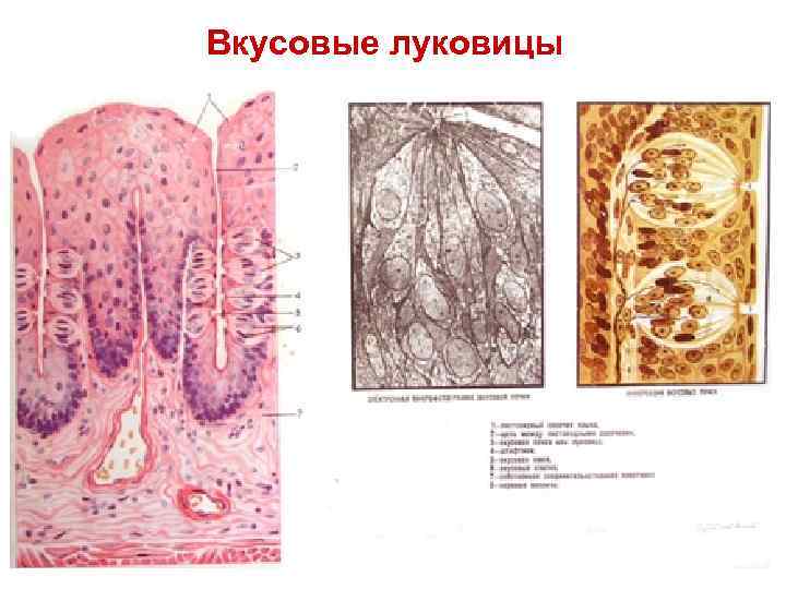 Вкусовые луковицы 