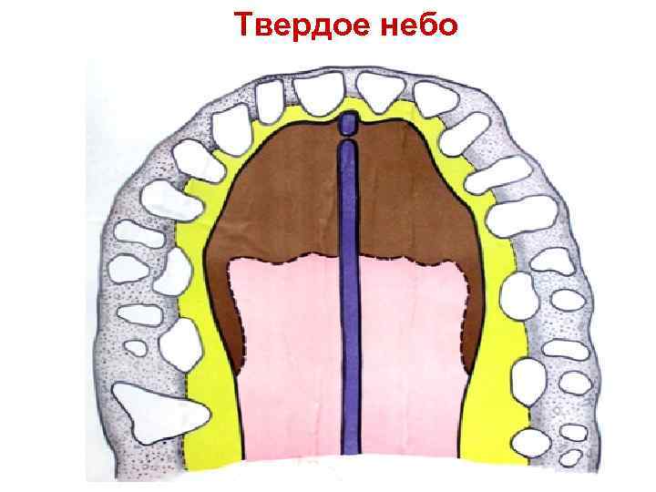 Твердое небо 