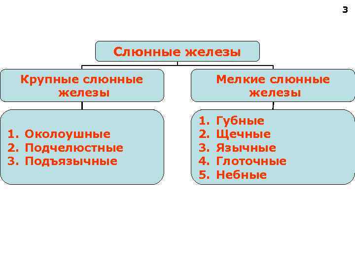  3 Слюнные железы Крупные слюнные Мелкие слюнные железы 1. Губные 1. Околоушные 2.