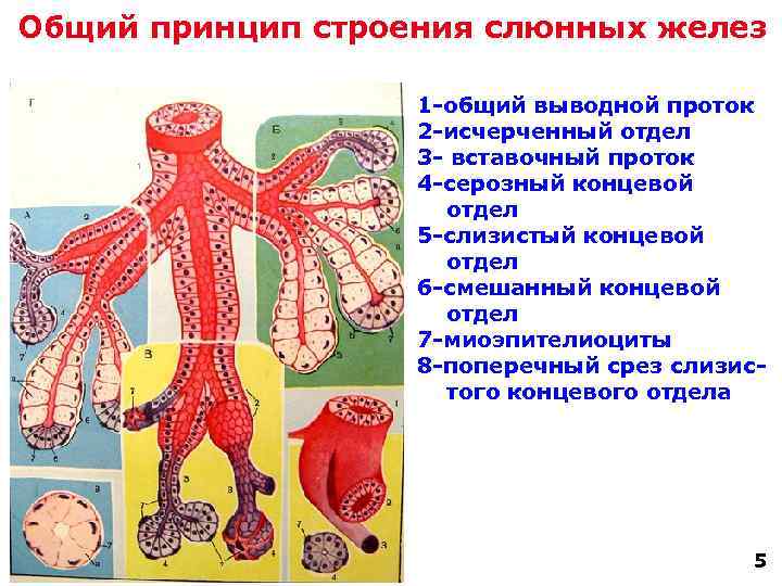 Общий принцип строения слюнных желез 1 -общий выводной проток 2 -исчерченный отдел 3 -